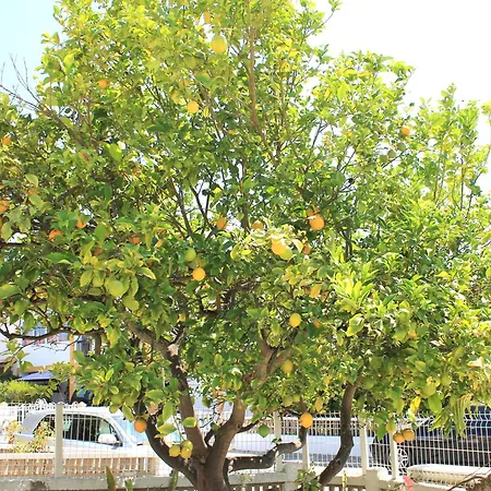 בית נופש Casa Do Limoeiro אלבופיירה
